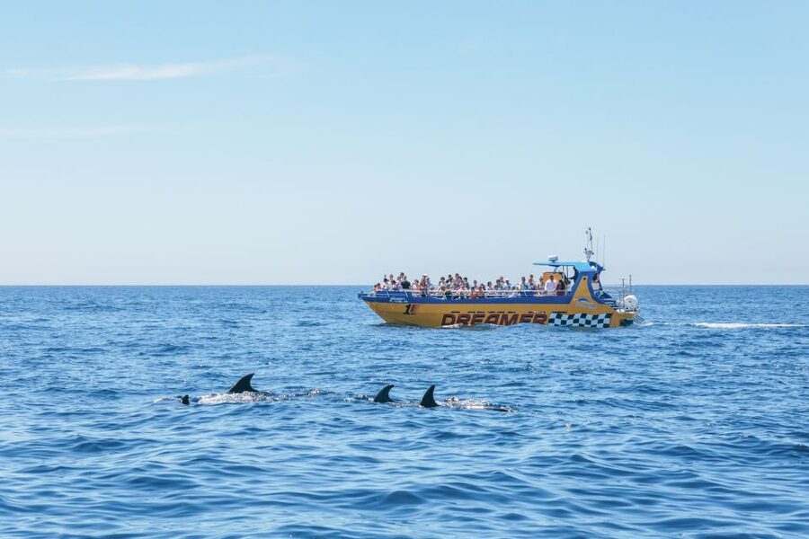 Albufeira: 2.5-Hour Benagil Caves & Dolphin Watching - Dolphin watching with a marine biologist: how to think about it