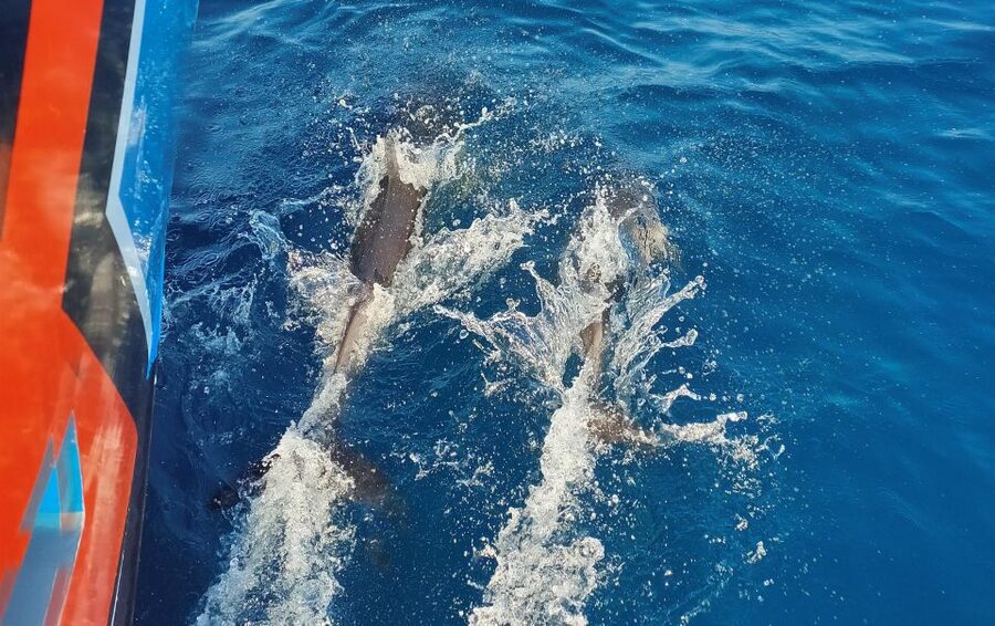 Albufeira: 2.5-Hour Dolphin Watching and Caves Trip - Key things to know before you go