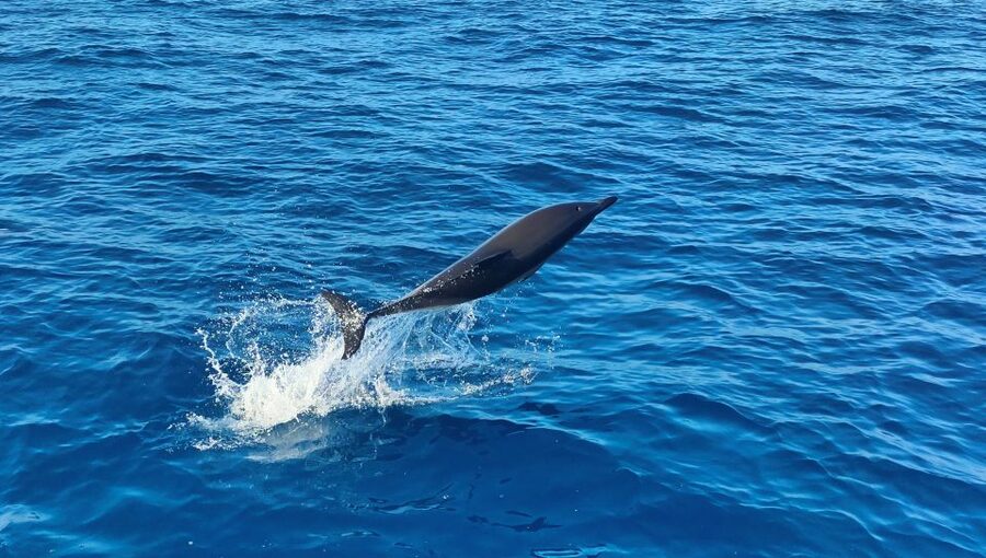 Albufeira: 2.5-Hour Dolphin Watching and Caves Trip - A quick Atlantic swim stop, when the sea cooperates
