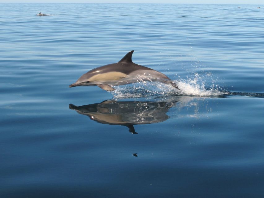 Albufeira: Benagil Cave and Dolphin Sightseeing Boat Cruise - Marinha Beach and why it earns its reputation