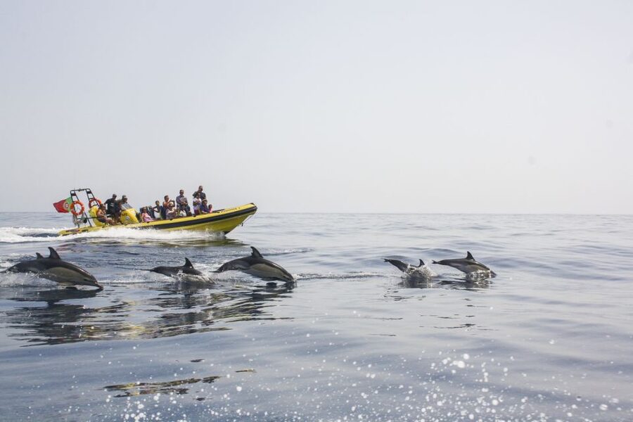 Albufeira: Benagil Caves & Dolphin Watching Speed Boat Tour - Key points before you go