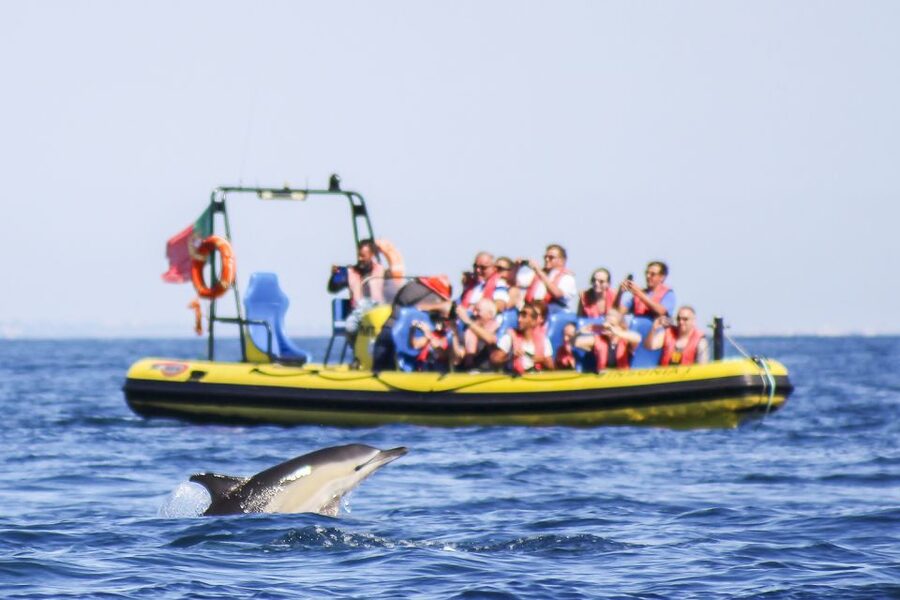 Albufeira: Benagil Caves & Dolphin Watching Speed Boat Tour - Cruising the Algarve coastline, spotting São Rafael and Marinha beaches