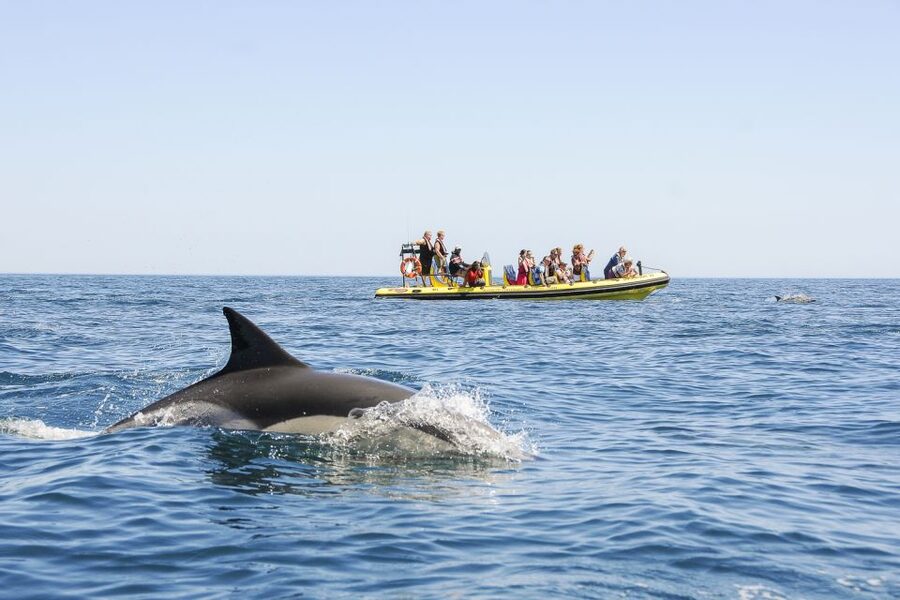 Albufeira: Benagil Caves & Dolphin Watching Speed Boat Tour - Benagil caves, what the quick entry is like and how it affects photos