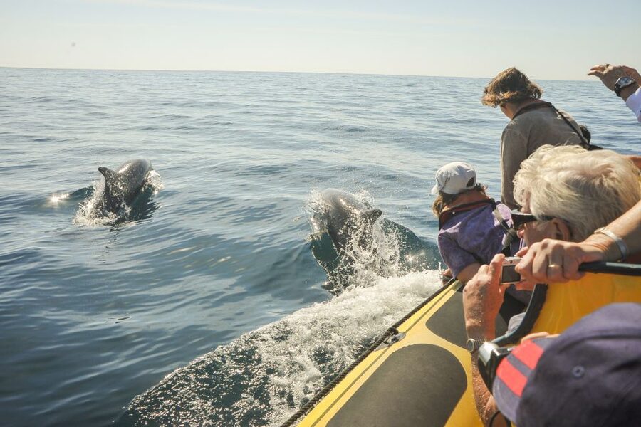 Albufeira: Benagil Caves & Dolphin Watching Speed Boat Tour - The short swim stop in crystal-clear water, and when it might be skipped