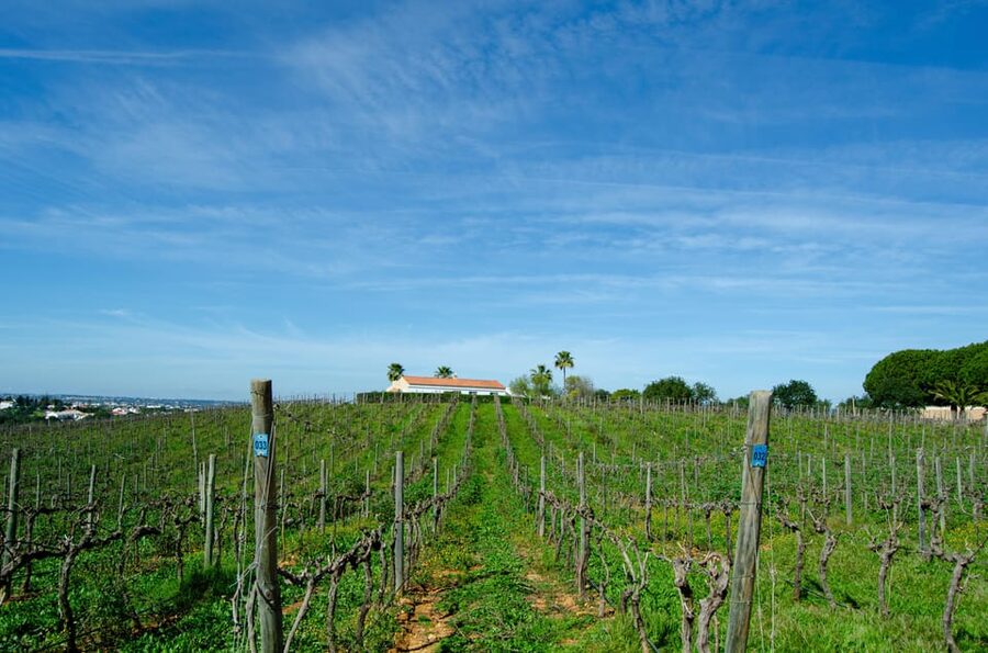 Albufeira: City Highlights & WINE TASTING - Price and value: is $67 per person fair?