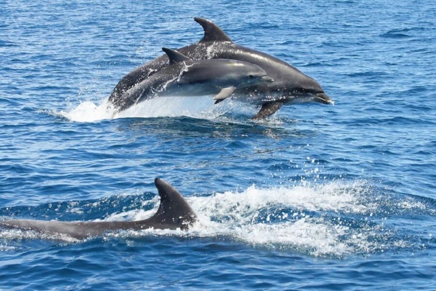 Albufeira: Dolphin Watching and Benagil Cave - Key points worth your attention