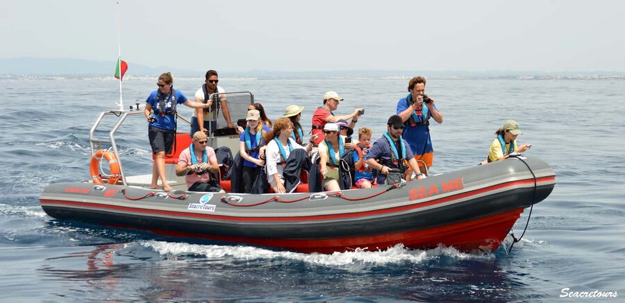 Albufeira: Dolphin Watching and Benagil Cave Boat Cruise - RIB speed, cave access, and a marine biologist on board