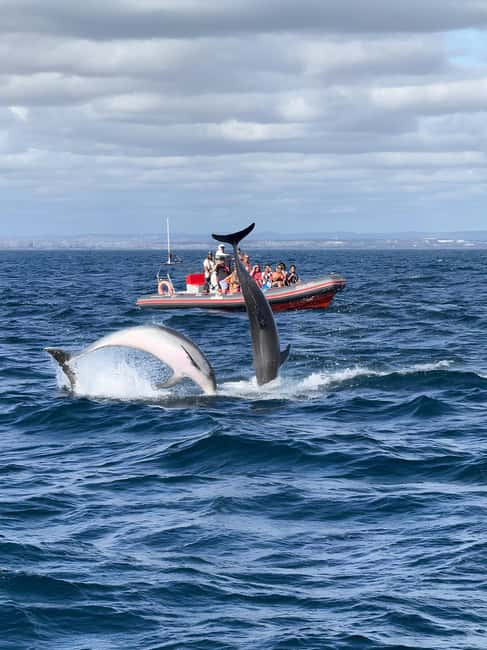 Albufeira: Dolphin Watching and Benagil Cave Boat Cruise - Dolphin sightings not guaranteed, so choose the right mindset