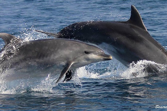 Albufeira: Dolphins and Caves Tour - Seacret Tours at Albufeira Marina: how the timing actually matters