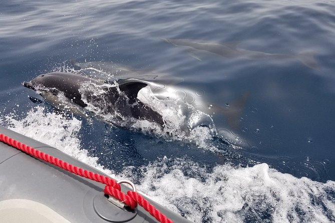 Albufeira: Dolphins and Caves Tour - Benagil Cave stop: what 15 minutes can really give you