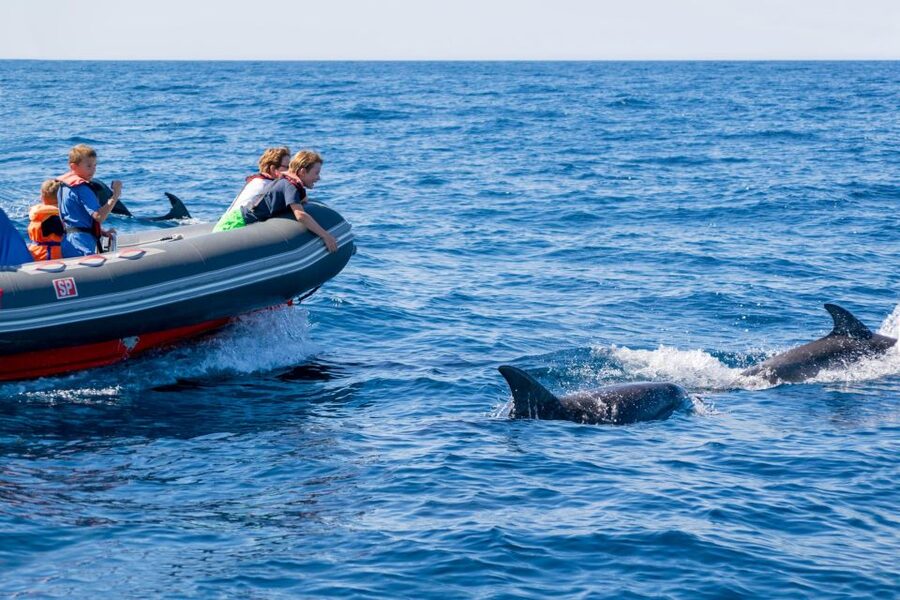 Albufeira: Dolphins & Benagil Caves RIB Tour - Should you book the Albufeira Dolphins and Benagil Caves RIB tour?