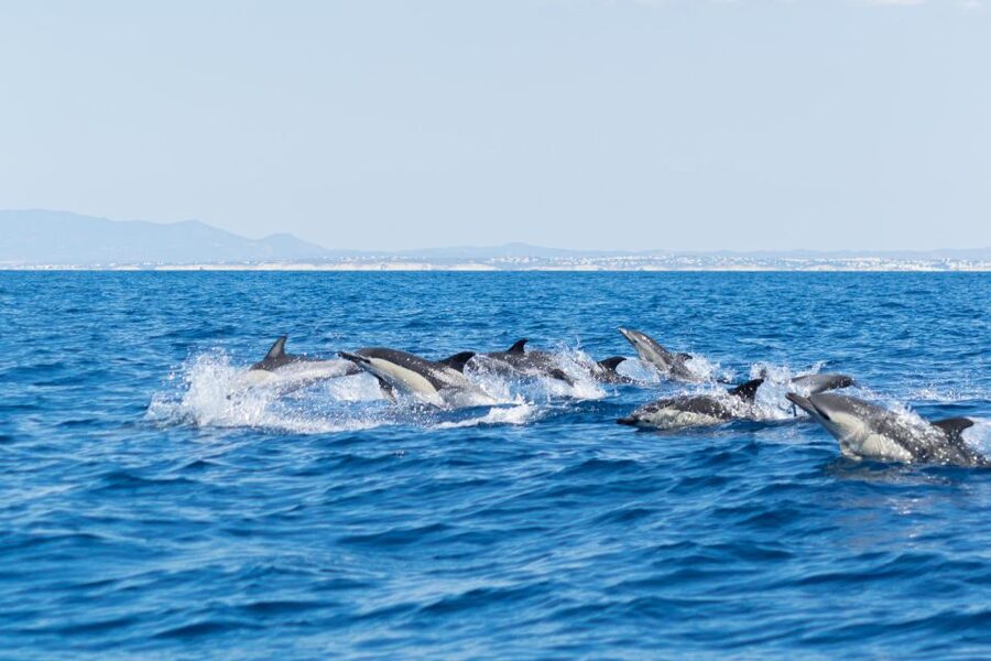 Albufeira: Dolphins & Benagil Caves RIB Tour - 45 minutes hunting dolphins: what you can realistically expect