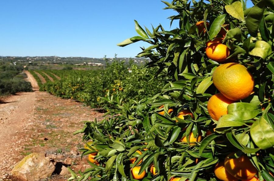 Albufeira: Safari Excursion in the Algarve Mountains - Goji Farm Stop at Quinta Do Goji: Spirits, Tea, Jams, and Shopping Time