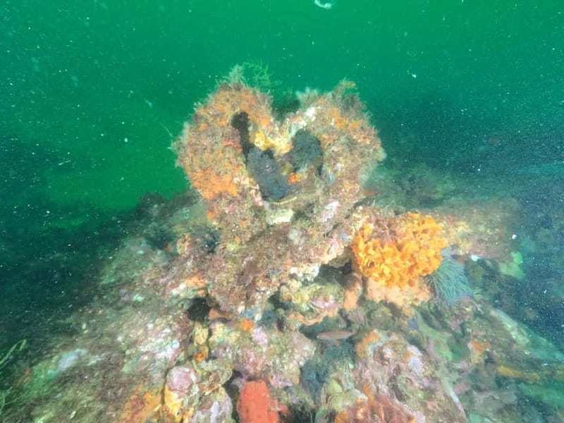 Albufeira: Scuba Diving Experience for Beginners - Certification: What You Get, and How the 6-Month Plan Works