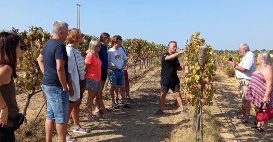 Albufeira/Vilamoura: Winery Tour with Wine Tasting and Tapas - Key moments you should plan for