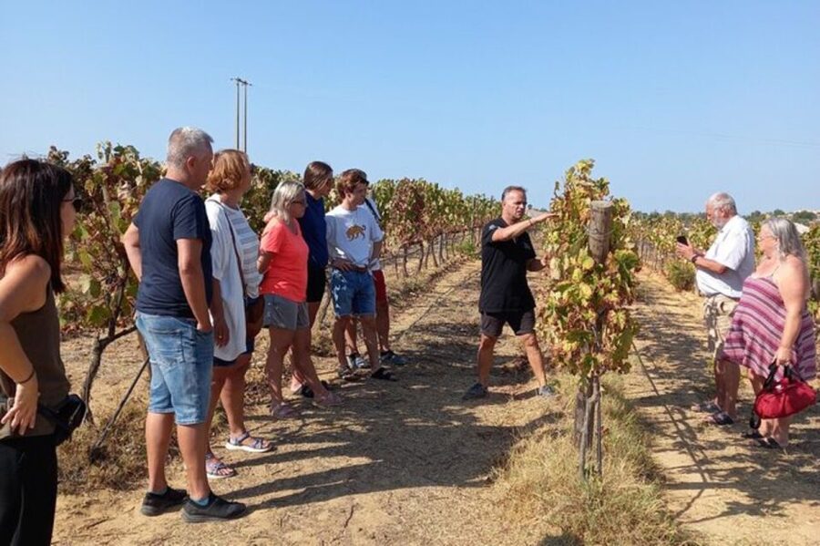 Albufeira/Vilamoura: Winery Tour with Wine Tasting and Tapas - Albufeira or Vilamoura, a short trip that tastes like the Algarve