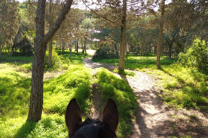 Algarve - Exclusive horseriding in Portimao (no experience required) - Practical Notes That Matter Before You Go