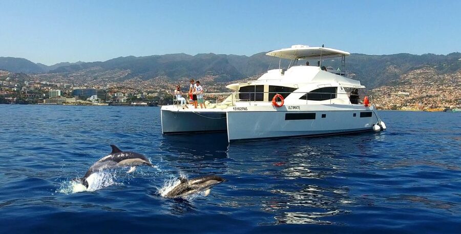 All Inclusive Whale and Dolphin Watching Luxury Tour - Quick hits on this Madeira whale and dolphin cruise
