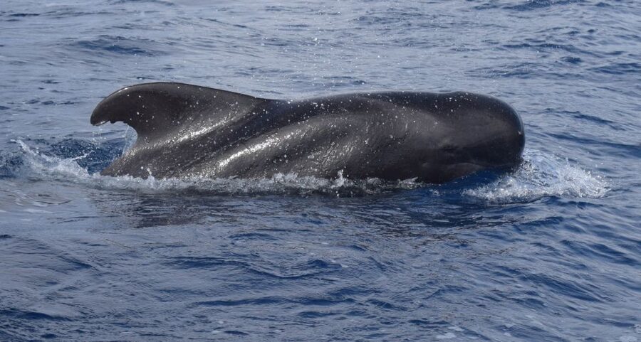 All Inclusive Whale and Dolphin Watching Luxury Tour - Wildlife search: dolphins, whales, and turtles in their real home