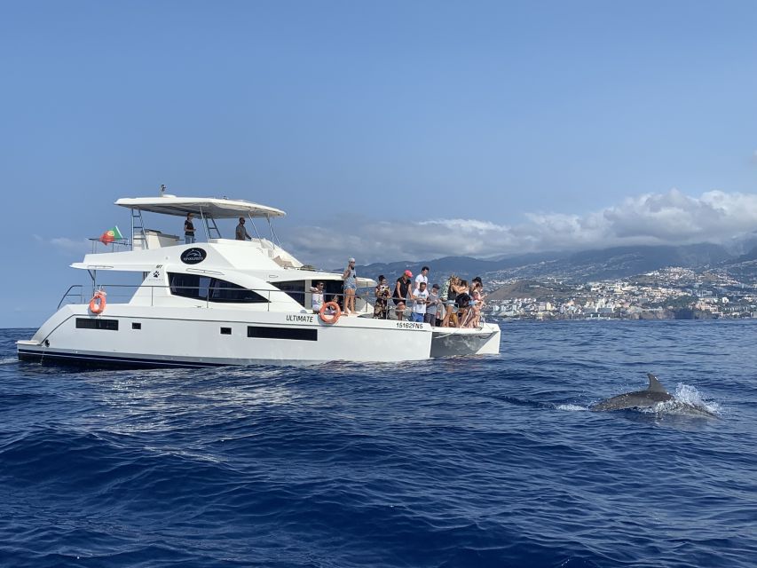 All Inclusive Whale and Dolphin Watching Luxury Tour - Cabo Girão: 586 meters of sea cliff plus a swim stop