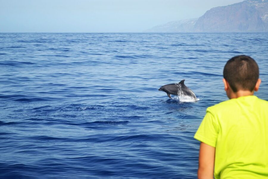 All Inclusive Whale and Dolphin Watching Luxury Tour - Drinks and Madeira snacks: what all-inclusive really means