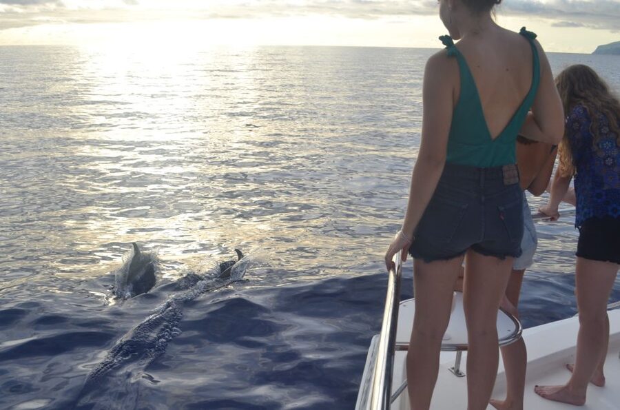 All Inclusive Whale and Dolphin Watching Luxury Tour - The VIP feel comes from small numbers and attentive crew