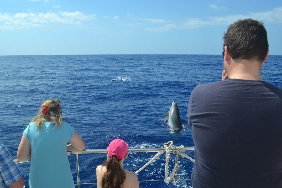 All Inclusive Whale and Dolphin Watching Luxury Tour - Should you book this Madeira whale and dolphin luxury cruise?