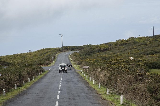 Amazing West - Jeep Safari Tour - Full Day - Shared Tour - Laurissilva off-road time: where the Jeep safari becomes the day’s highlight