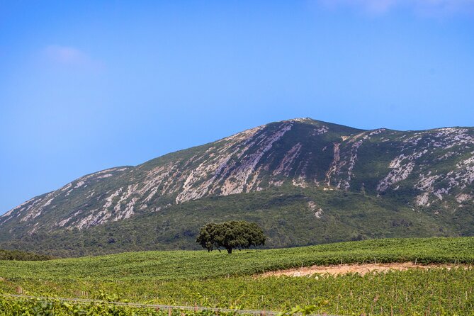 Arrabida and Sesimbra Small-Group Day Trip from Lisbon with Wine Tasting - From Hard Rock Cafe to Vasco da Gama Bridge, you get moving fast