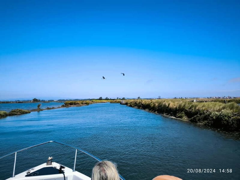 Aveiro: Ria Highlights Boat Tour - When to Go, and How to Get the Most From the Tide and the Light