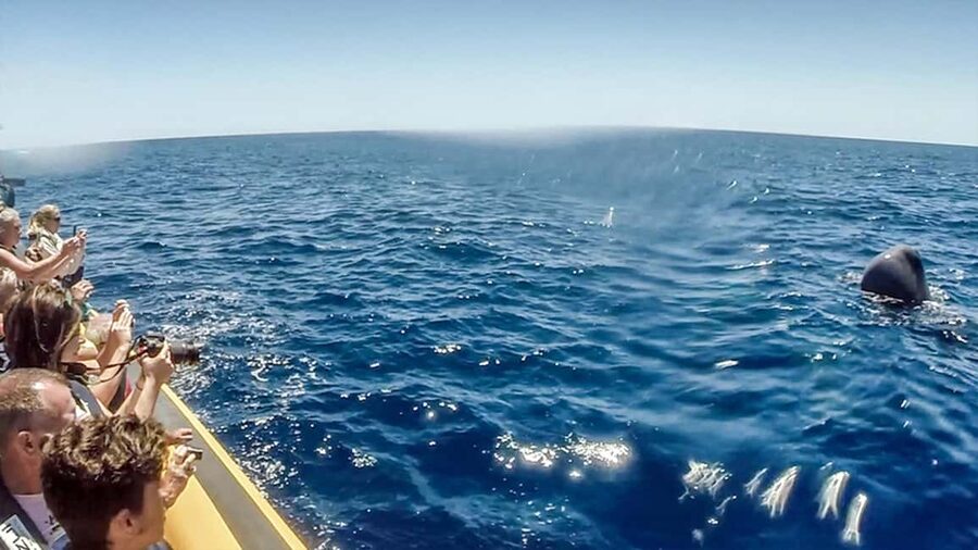 Azores: Whale Watching & Islet Boat Tour w/ Marine Biologist - Who should book this tour, and who should skip it