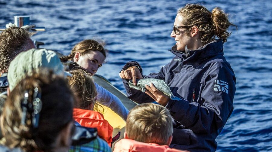 Azores: Whale Watching & Islet Boat Tour w/ Marine Biologist - Onboard viewing: what it feels like when dolphins show up close