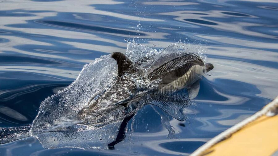 Azores: Whale Watching & Islet Boat Tour w/ Marine Biologist - The Vila Franca do Campo islet stop: volcanic views plus wildlife