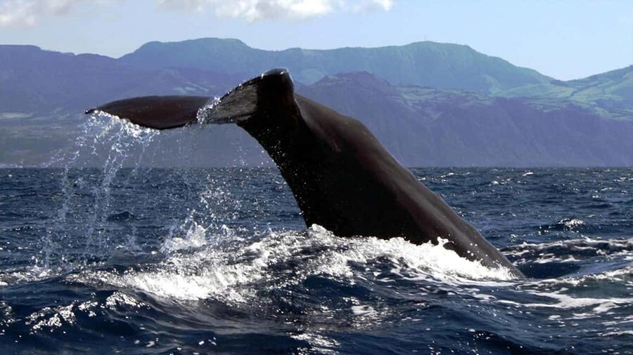 Azores: Whale Watching & Islet Boat Tour w/ Marine Biologist - Crew style: marine biology talk, real questions, respectful distance