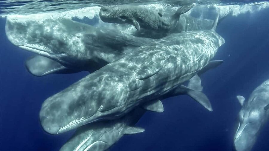Azores: Whale Watching & Islet Boat Tour w/ Marine Biologist - What to bring for a smoother, drier day