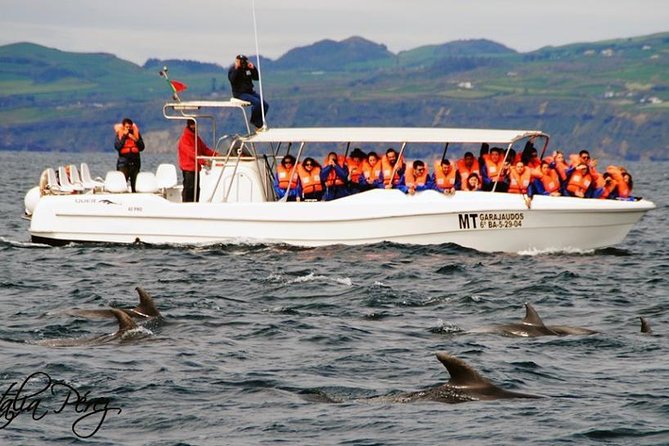 Azores Whale Watching Tour – Ponta Delgada - What you’re really buying in Ponta Delgada