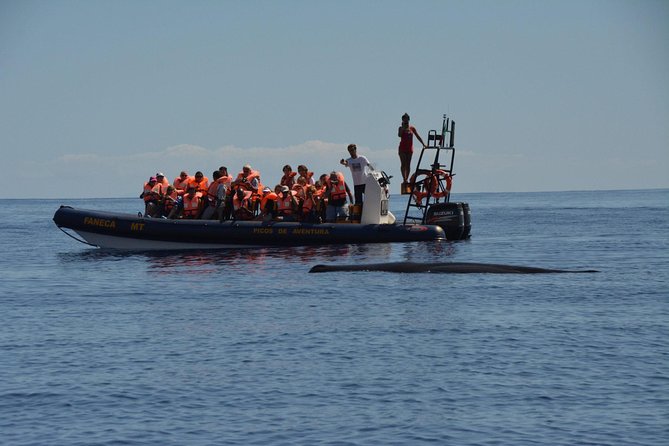 Azores Whale Watching Tour – Ponta Delgada - What you might see: dolphins first, whales when the ocean cooperates
