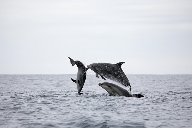 Azores Whale Watching Tour – Ponta Delgada - The wildlife search experience: what the time at sea feels like