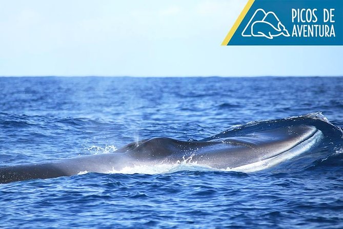 Azores Whale Watching Tour – Ponta Delgada - Practical packing: wind, spray, and motion sickness