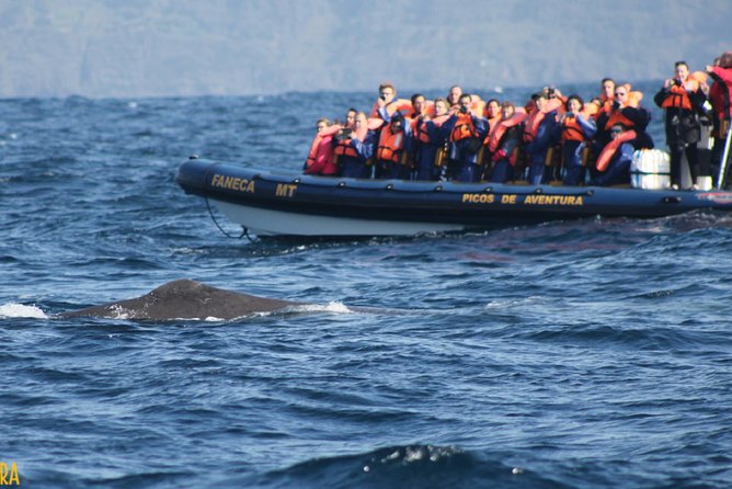 Azores Whale Watching Tour – Ponta Delgada - Comfort and logistics that matter more than you’d think