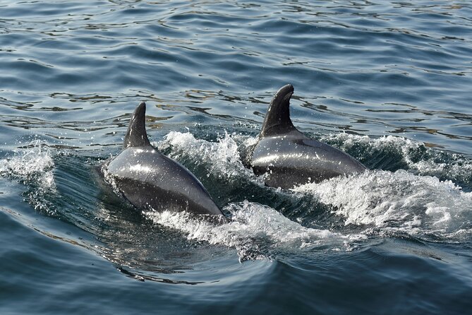 Benagil Caves and Dolphin Watching - 2.5h - Dolphin watching on open ocean: what you can control, and what you cannot