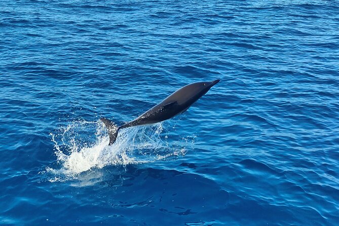Benagil Caves and Dolphin Watching - 2.5h - Speedboat reality check: bumpy water and sea sickness prep