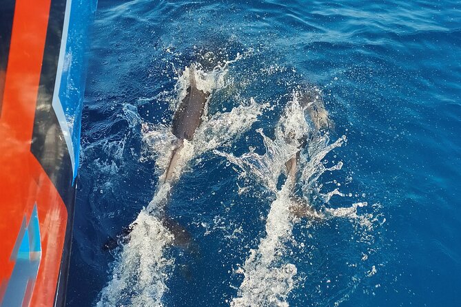 Benagil Caves and Dolphin Watching - 2.5h - Meeting at Algarve Charters in Albufeira Marina