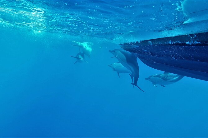 Benagil Caves Visit with Dolphins Watching from Albufeira - Pace and Practical Timing: About 2 Hours With No Bathroom Stops