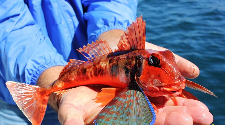 Bottom Fishing Lagos - Boat rental and group discounts: how to think about cost