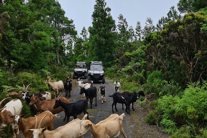 BUGGY TOUR - West / Center of the island (off-road) - Price and value: what $102.84 covers (and why it adds up)