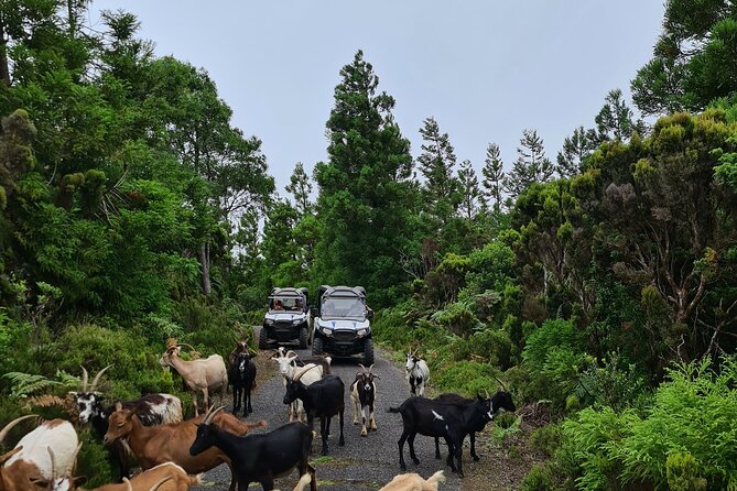 BUGGY TOUR - West / Center of the island (off-road) - What to pack: your dust-proof checklist for Terceira