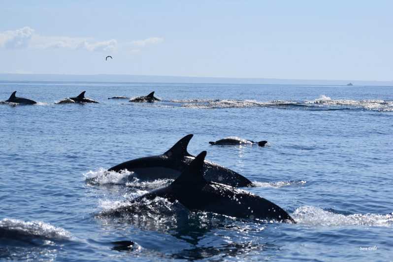 Cascais: Dolphin Watching Speedboat Tour - Cascais Marina Pier M Meeting: Quick Brief, Then Real Sea Time