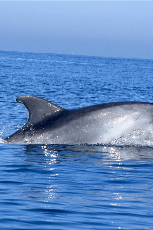 Cascais: Dolphin Watching Speedboat Tour - The Secret Wildlife Stop for One Full Hour