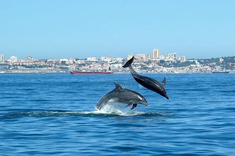 Cascais: Dolphin Watching Speedboat Tour - What You Might See: Dolphins, Whales, Seabirds, and Porpoises